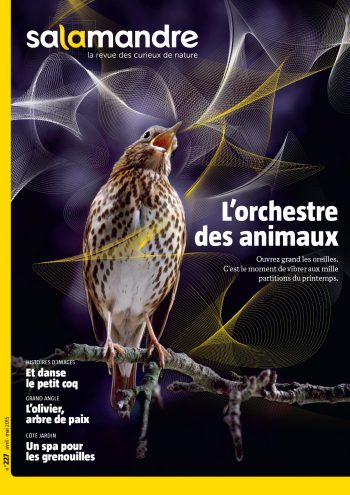Couverture de La Salamandre n°227
