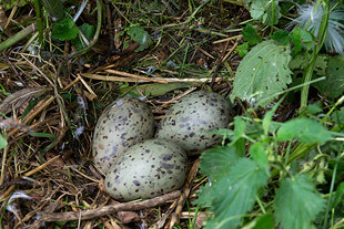 Ponte de goéland leucophée entre les orties. Ponte de goéland leucophée entre les orties.