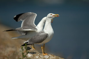 Goélands leucophées adultes  Goélands leucophées adultes