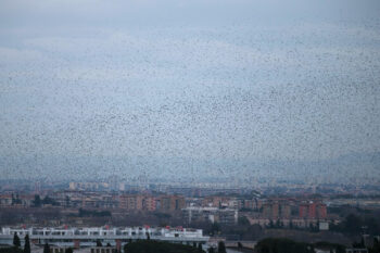 L’arrivée des groupes d’étourneaux les plus conséquents obscurcit le ciel. (Rome, cimetière du Verano, janvier 2015)