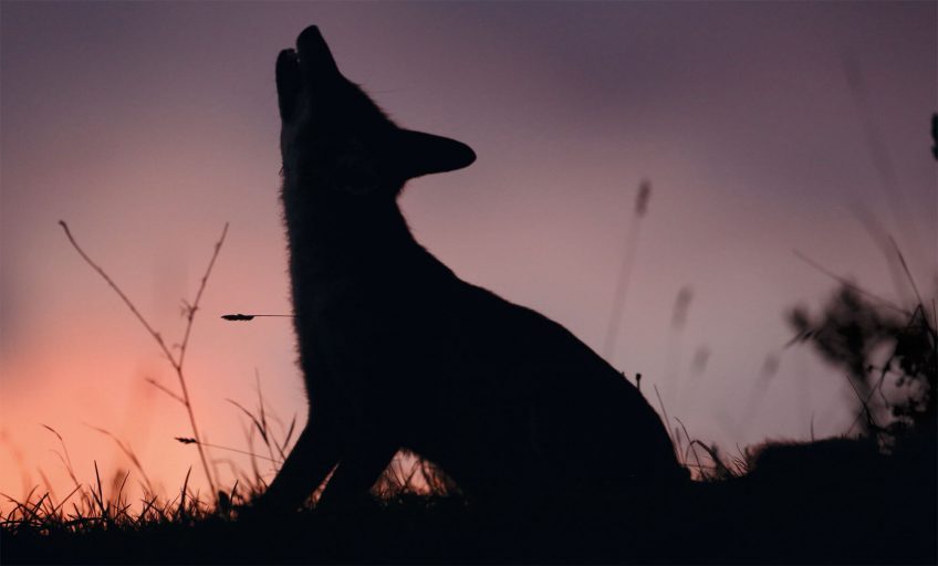 Renard, es-tu nocturne ?