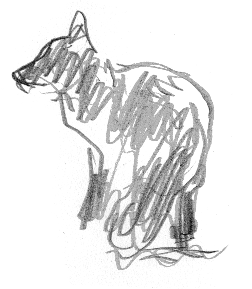 Croquis de renard Le renard, la nuit et Jacques Rime