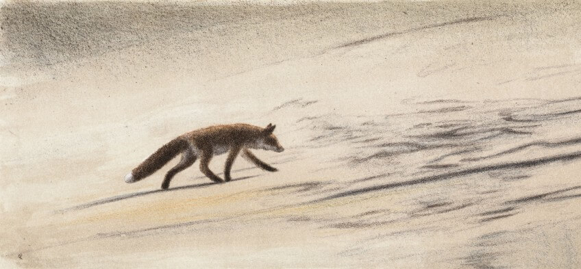 Le renard, la nuit et Jacques Rime