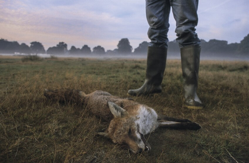 Le renard, nuisible or not nuisible ?