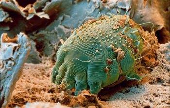 Acarien causant la gale du renard Acarien causant la gale du renard