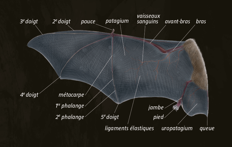 Aile de grand rhinolophe Le vol à main armée des chauves-souris