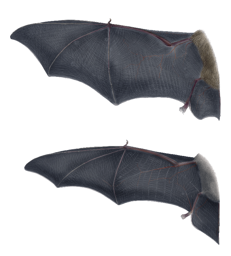 Aile de grand rhinolophe (en-haut), aile de minioptère de Schreibers (en-bas) Le vol à main armée des chauves-souris