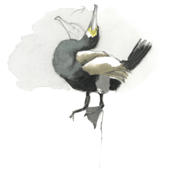 Confessions d'un pêcheur surdoué, le cormoran