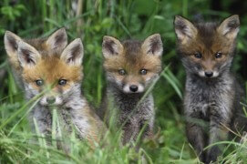 Avril-Mai:
Au bout d’un mois, les renardeaux couleur chocolat font leurs premières sorties.  / © Fabrice Cahez