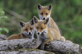 Avril-Mai
Progressivement, Ils vont s’éloigner de plus en plus du terrier en élargissant leur terrain de jeu.  / © Fabrice Cahez