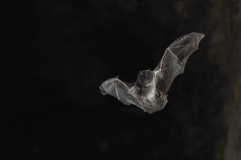 Barbastelle d’Europe Des chauves-souris en forêt