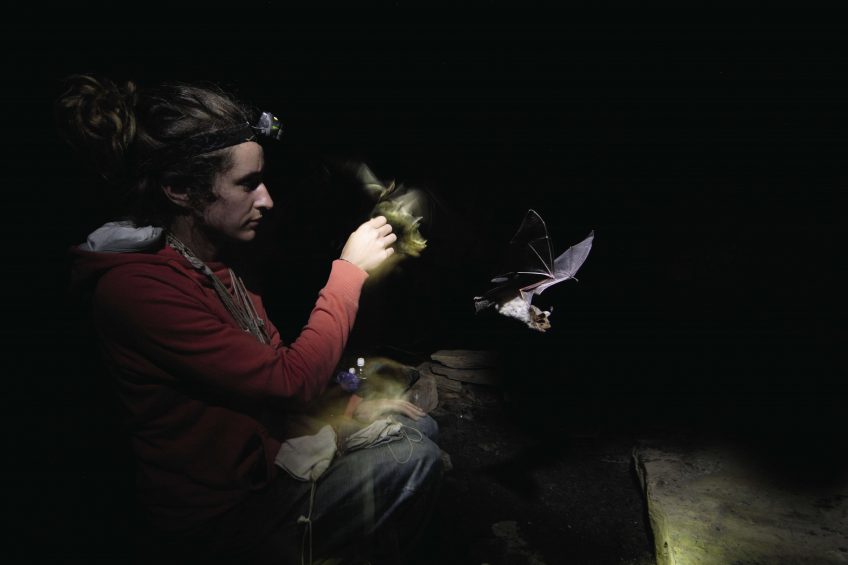 La conservation des chauves-souris en France