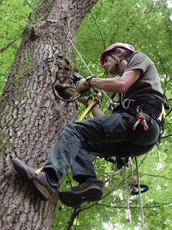 Centre: Jean-Christophe Gattus inspecte une cavité de pic avec un endoscope. / © Sébastien Laguet