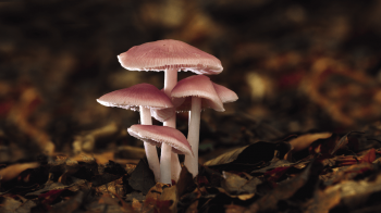 champignons champignons