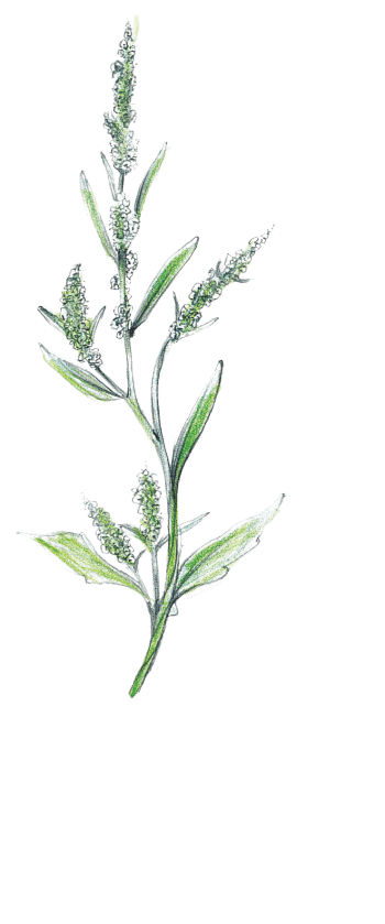 Chénopode blanc Chénopode sur compost