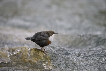 Cincle plongeur / © Alessandro Staehli
