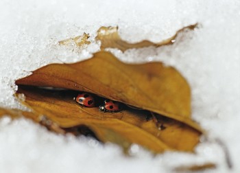 Coccinelles en hibernation