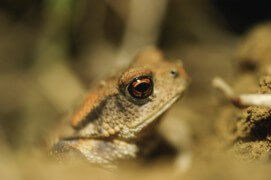 Crapaud commun / © David et Séverine Greyo
