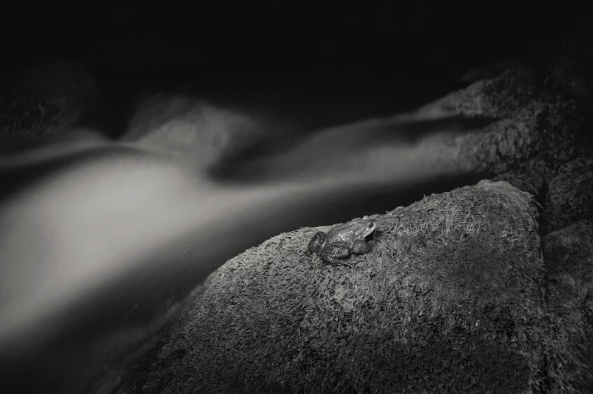 Les bêtes de la nuit