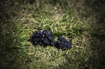 Crotte de renard Le renard est dangereux, vrai ou faux ?