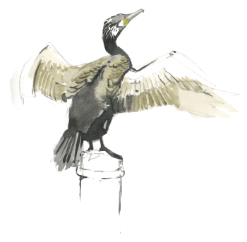 Confessions d'un pêcheur surdoué, le cormoran