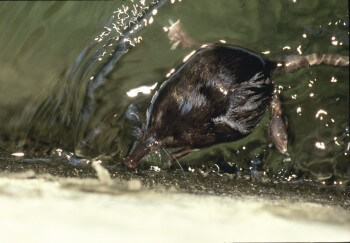 Desman des Pyrénées nageant / © Pierre Cadiran / bios