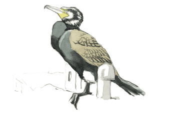 Confessions d'un pêcheur surdoué, le cormoran