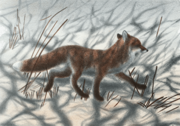 dessin de renard roux dessin de renard roux