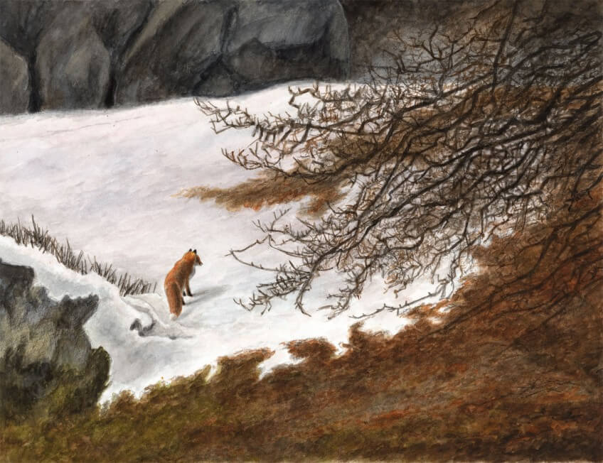 Le renard, la nuit et Jacques Rime