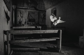 Effraie des clochers dans une chapelle / © Eric Médard