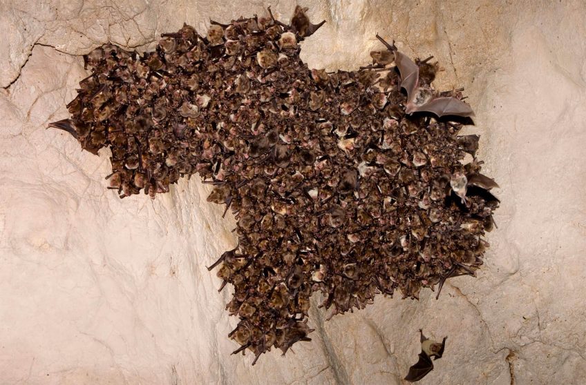 Quand les minioptères hibernent