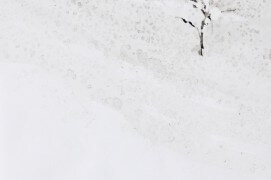 Forêt de bouleaux à l'encre de chine et au brou de noix / ©  Ji Young Demol Park 