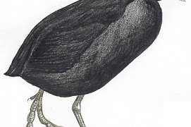 Foulque macroule / © Antoine Richard