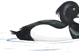 Fuligule morillon / © Antoine Richard