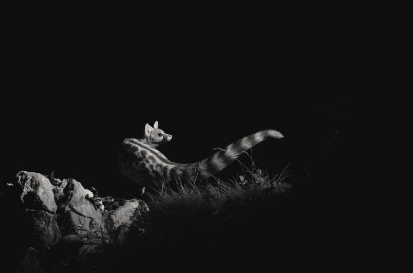 Les bêtes de la nuit