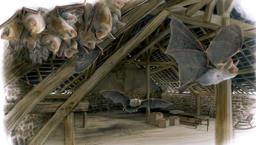 Cohabiter avec les chiroptères