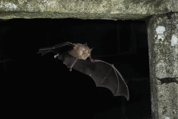 Sites de rencontre pour murins