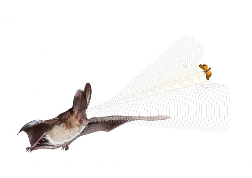 Cet oreillard roux ne peut pas crier et entendre en même temps. Il doit profiter des silences entre ses cris pour écouter et interpréter les échos. Quand il se rapproche d'une prise ou d'un obstacle, il émet des sons de plus en plus courtes pour multiplier les fenêtres d'écoute. Un sonar pour voir