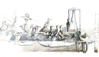 Grands cormorans sur un bateau de pêche