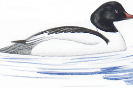 Harle bièvre / © Antoine Richard