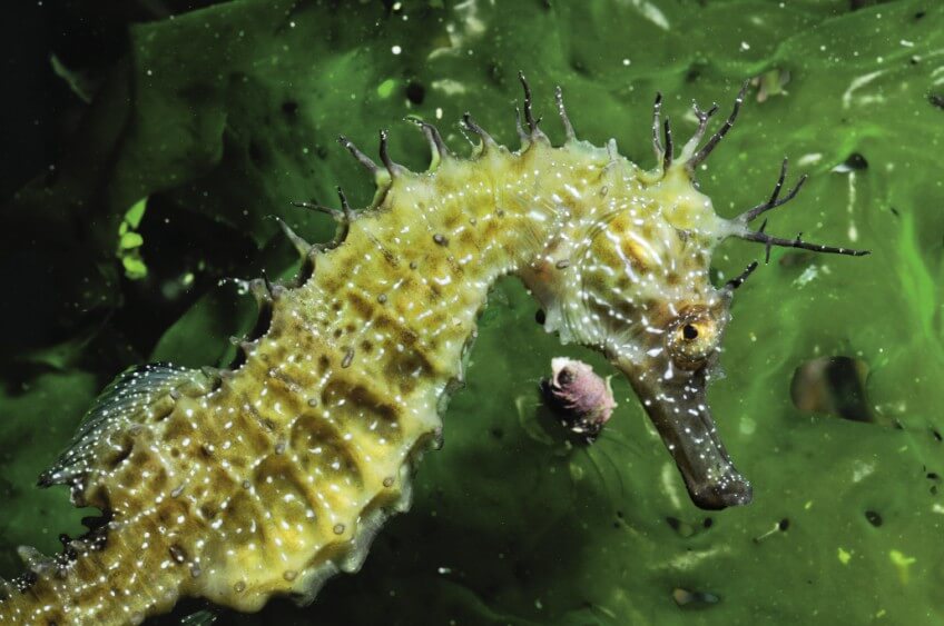 Hippocampe moucheté, un des hippocampes vivant en France