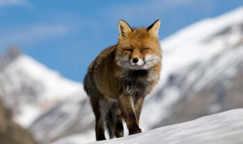 Image forte de renard roux tirée du film d'Anne et Erik Lapied