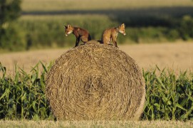 Juillet
Leurs excursions les mènent toujours plus loin. C’est une période dangereuse durant laquelle beaucoup de jeunes finissent écrasés sous des voitures. / © Fabrice Cahez