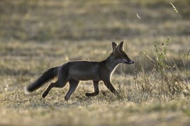 Juin:
Les parents doivent fournir à chacun d’entre eux trois kilos de nourriture par semaine. / © Fabrice Cahez