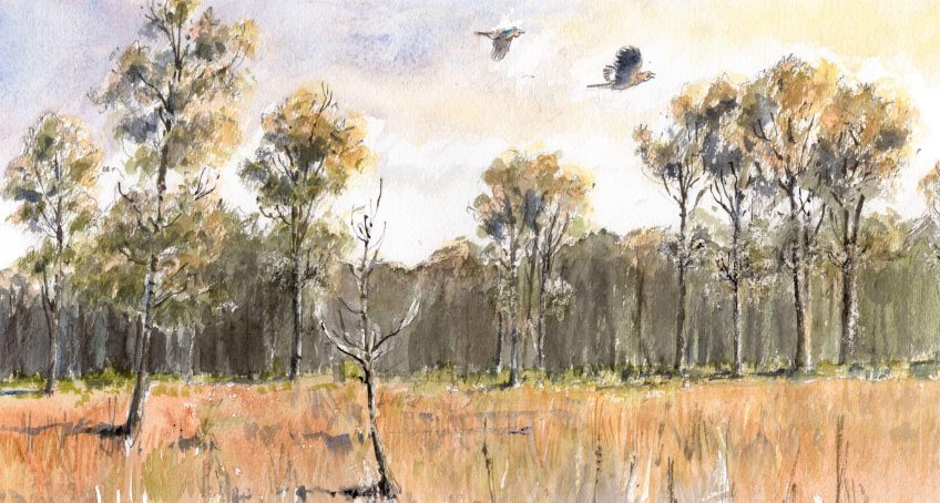 Geais des chênes en forêt