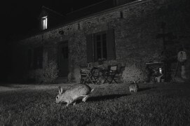 Lapin / © Eric Médard