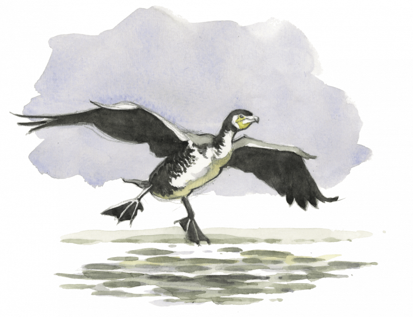 3 conseils pour observer les cormorans