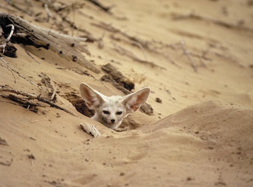 Le fennec est le plus petit renard… et le plus petit canidé au monde. Rusé le renard ?
