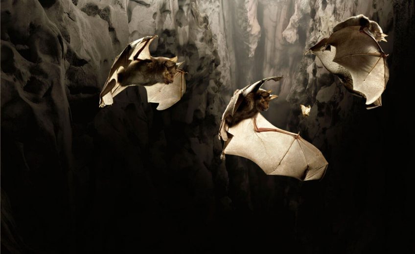 Le vol à main armée des chauves-souris