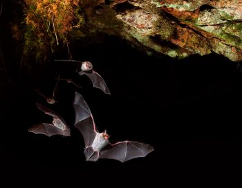 Le murin de Natterer capture surtout des proies non volantes dans la végétation.